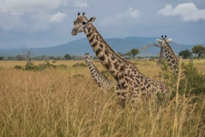 Vanuit Zanzibar: Mikumi Safari met tweemotorig vliegtuig + lunch