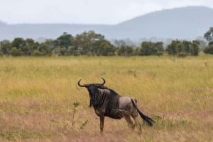 Vanuit Zanzibar: Mikumi Safari met tweemotorig vliegtuig + lunch