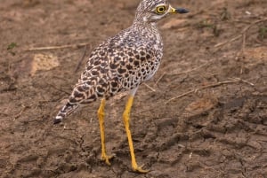 Vanuit Zanzibar: Mikumi Safari met tweemotorig vliegtuig + lunch