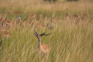 Vanuit Zanzibar: Mikumi Safari met tweemotorig vliegtuig + lunch