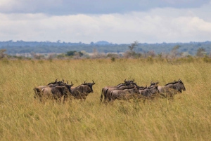 Vanuit Zanzibar: Mikumi Safari met tweemotorig vliegtuig + lunch