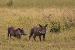 Vanuit Zanzibar: Mikumi Safari met tweemotorig vliegtuig + lunch