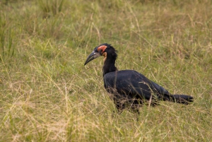 Vanuit Zanzibar: Mikumi Safari met tweemotorig vliegtuig + lunch