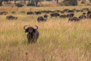 Vanuit Zanzibar: Mikumi Safari met tweemotorig vliegtuig + lunch
