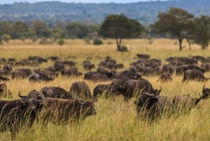 Vanuit Zanzibar: Mikumi Safari met tweemotorig vliegtuig + lunch