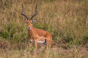 Vanuit Zanzibar: Mikumi Safari met tweemotorig vliegtuig + lunch
