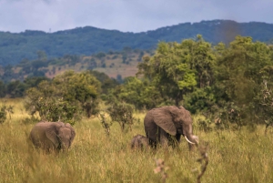 Vanuit Zanzibar: Mikumi Safari met tweemotorig vliegtuig + lunch
