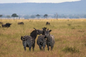 Vanuit Zanzibar: Mikumi Safari met tweemotorig vliegtuig + lunch