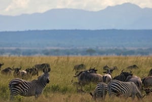 Vanuit Zanzibar: Mikumi Safari met tweemotorig vliegtuig + lunch
