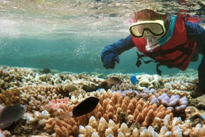 From Zanzibar: Mnemba Boat Tour with Snorkeling & Dolphine