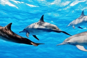 From Zanzibar: Mnemba Boat Tour with Snorkeling & Dolphine