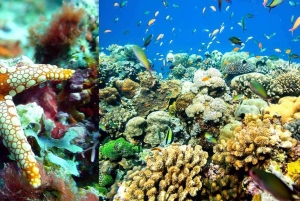 From Zanzibar: Mnemba Boat Tour with Snorkeling & Dolphine