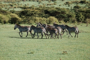 Z Zanzibaru: Tajemnicze jednodniowe safari z transferem