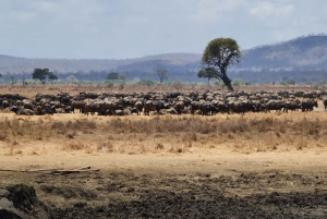 Desde Zanzíbar: Safari de un Día Misterioso con Traslado