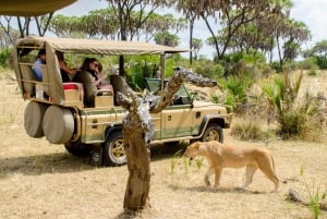 De Zanzibar: Safári no Parque Nacional Nyerere com almoço