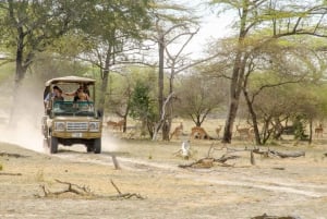 De Zanzibar: Safári no Parque Nacional Nyerere com almoço