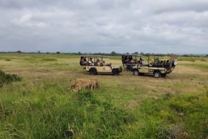 De Zanzibar: Safári no Parque Nacional Nyerere com almoço