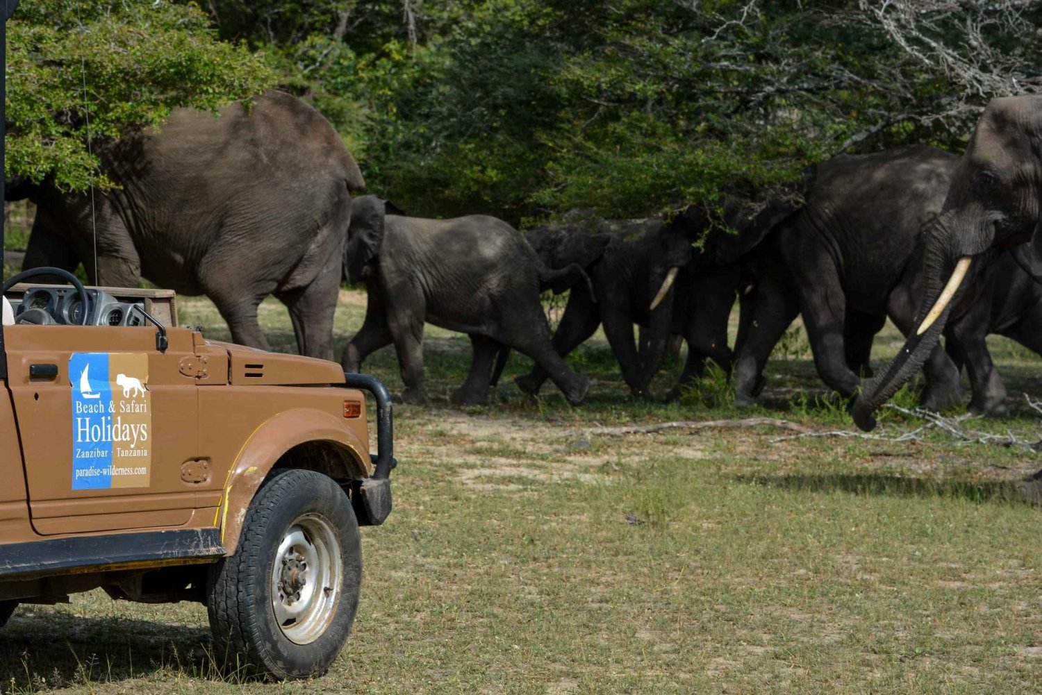 Sansibarilta: Selous Game Reserve päiväsafari lentojen kanssa