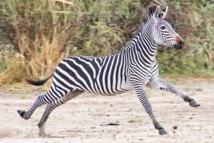 Z Zanzibaru: jednodniowe safari w rezerwacie gier Selous z lotami