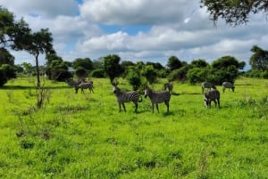 Von Sansibar aus: Ein Tag, Mikumi Nationalpark/ Geführte Safari