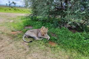 Fra Zanzibar: Én dag, Mikumi nasjonalpark/guidet safari