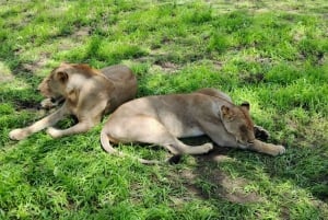 Sansibarilta: Yksi päivä, Mikumin kansallispuisto/ Opastettu safari