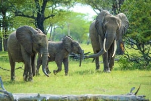 From Zanzibar: Overnight Selous G.R. Safari with Flights