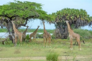 From Zanzibar: Overnight Selous G.R. Safari with Flights