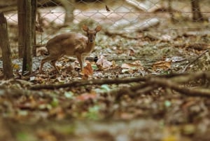Vanuit Zanzibar: Prison Island met Nakupenda-tour