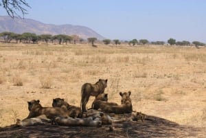 Z Zanzibaru: 3-dniowe safari samolotem do Parku Narodowego Ruaha