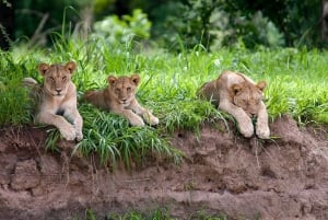 Z Zanzibaru: 3-dniowe safari samolotem do Parku Narodowego Ruaha