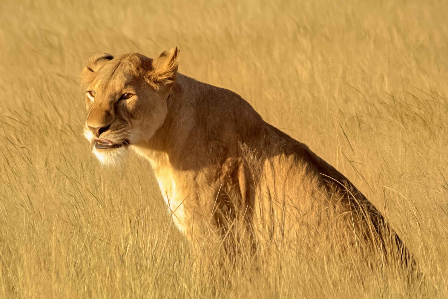 Z Zanzibaru: jednodniowe safari w Saadani z lotem i transportem