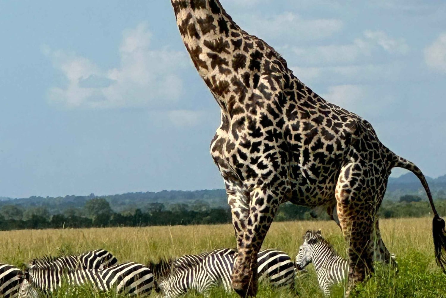 Z Zanzibaru: jednodniowe safari w Saadani z lotem i transportem