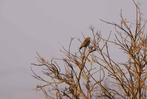 Zanzibarista: Saadanin päiväsafari lennolla ja kuljetuksella