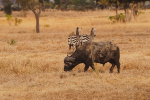 Zanzibarista: Saadanin päiväsafari lennolla ja kuljetuksella