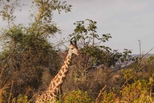 Z Zanzibaru: jednodniowe safari w Saadani z lotem i transportem