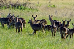 Z Zanzibaru: jednodniowe safari w Saadani z lotem i transportem