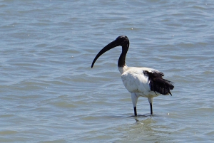 Z Zanzibaru: jednodniowe safari w Saadani z lotem i transportem