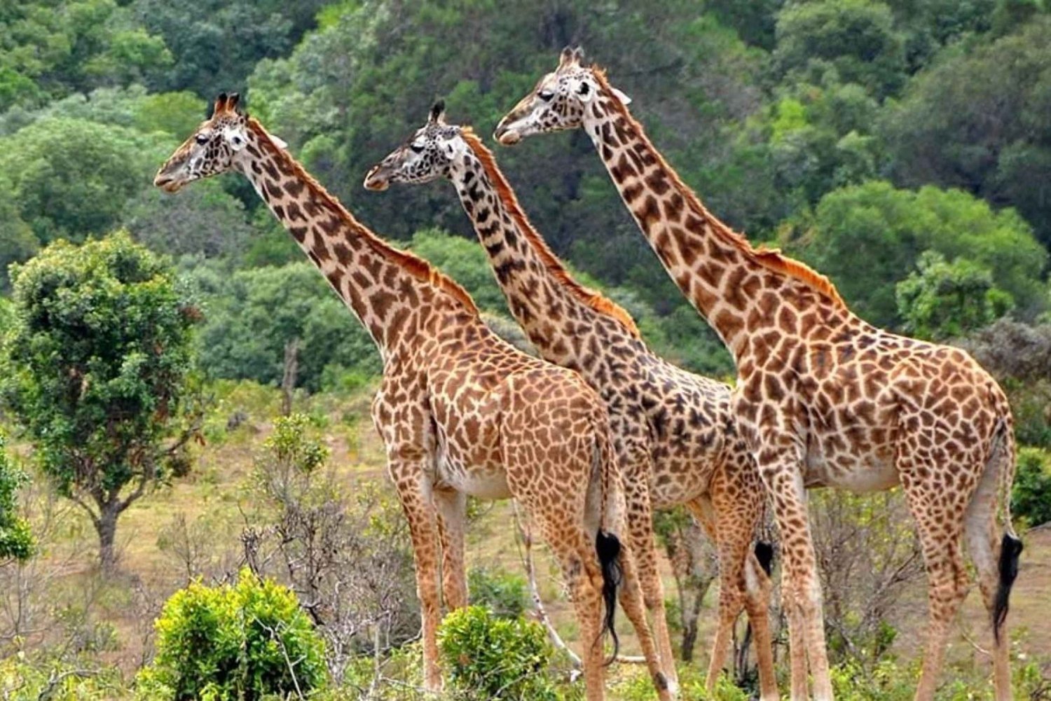 Von Sansibar aus: Safari Tagestour Mikumi Park