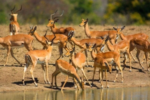 Sansibarilta: Safari päiväretki Mikumi Parkiin