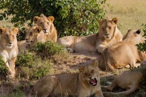 Fra Zanzibar: Safari dagstur Mikumi Park