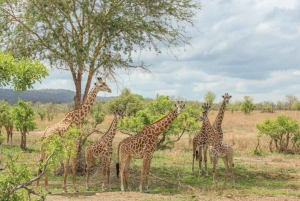 Fra Zanzibar: Safari dagstur Mikumi Park