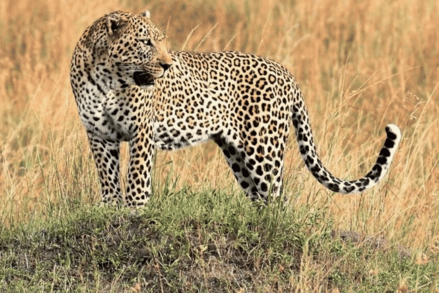 From Zanzibar: Safari Day Trip to Mikumi By Flight