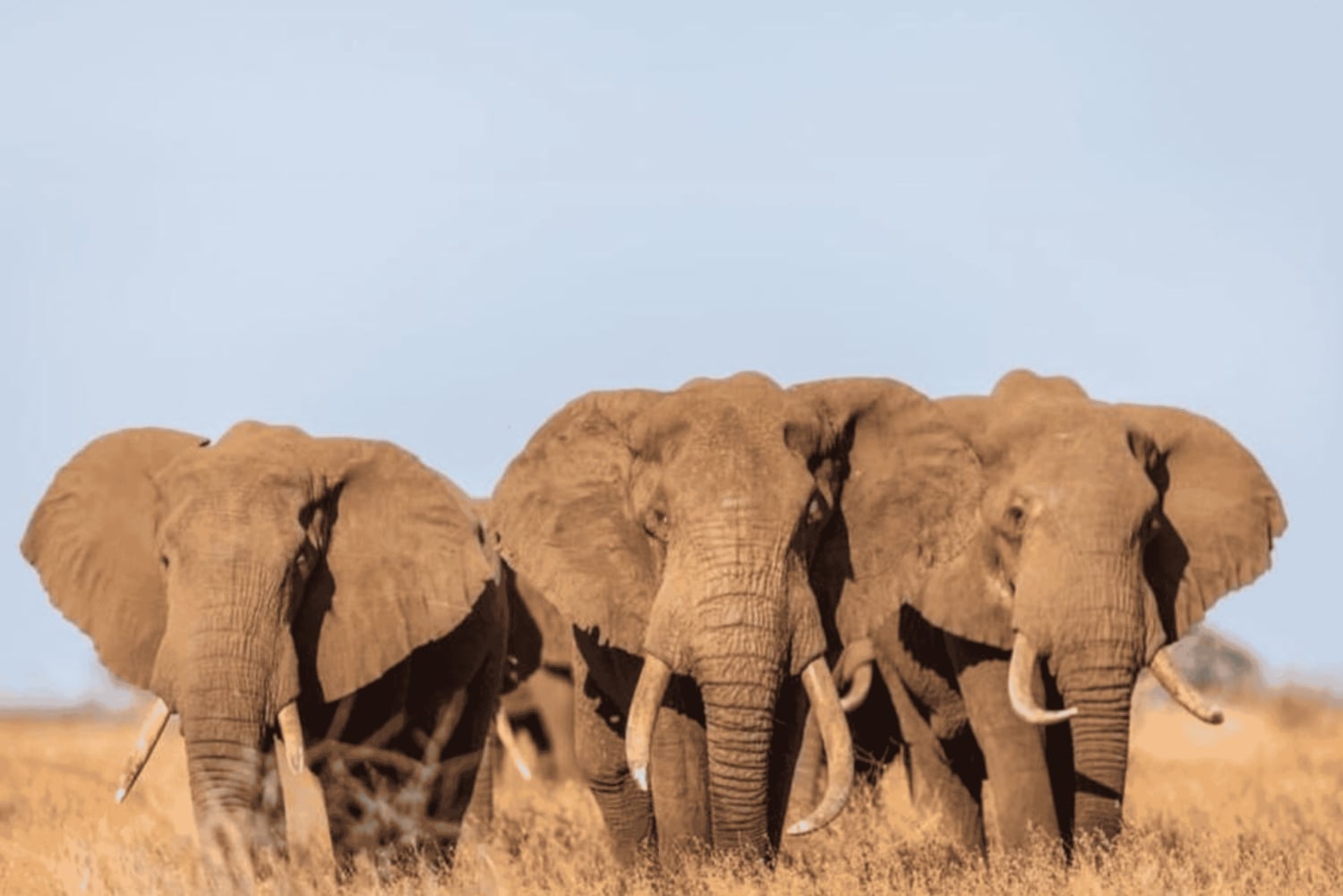 Au départ de Zanzibar : excursion safari d'une journée à Mikumi en avion