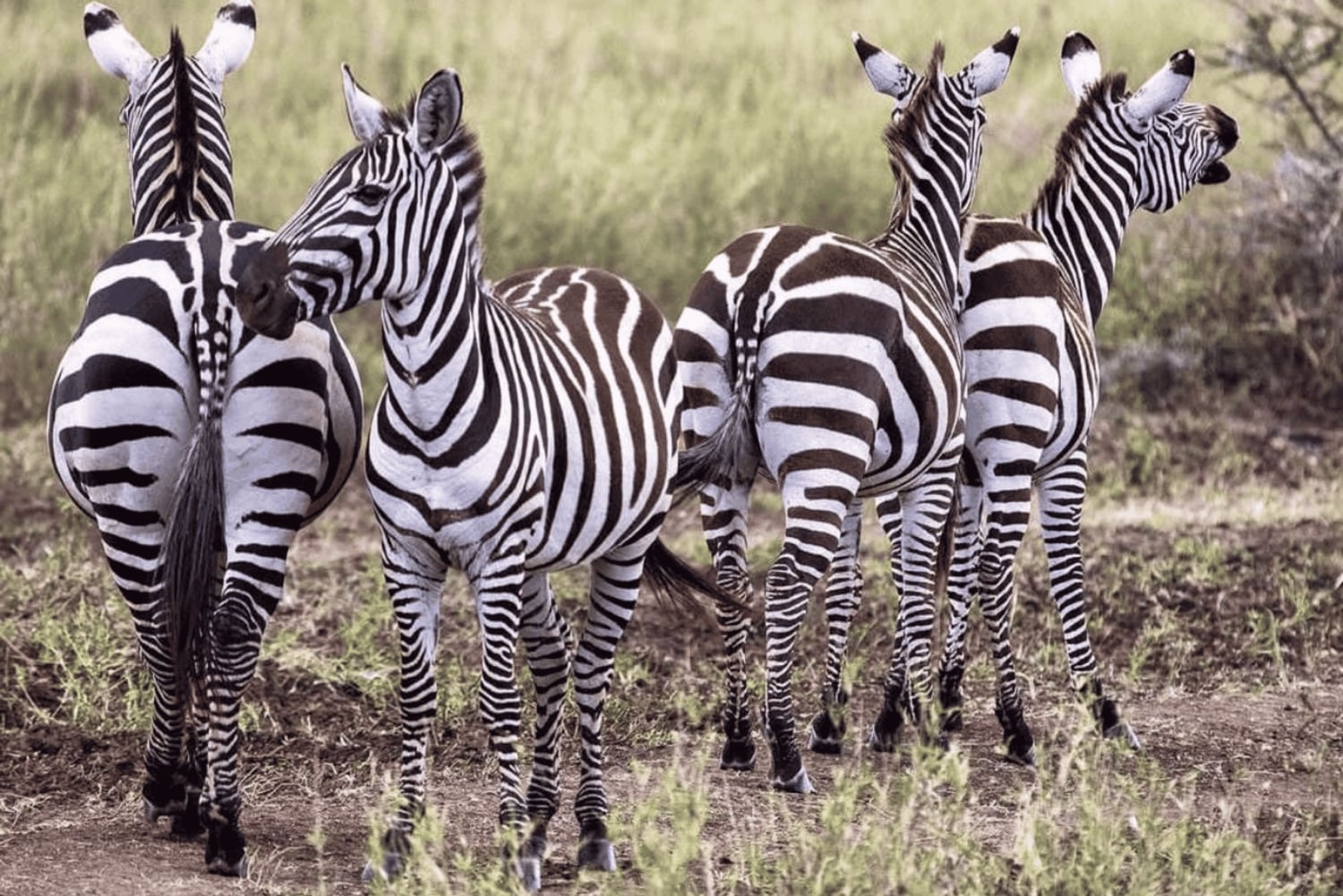 Au départ de Zanzibar : excursion safari d'une journée à Mikumi en avion