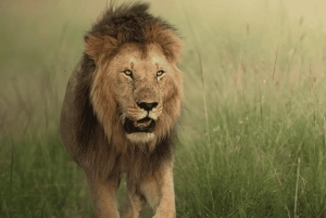 Z Zanzibaru: wycieczka 1-dniowa safari do Mikumi samolotem