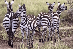 Z Zanzibaru: wycieczka 1-dniowa safari do Mikumi samolotem