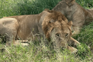 Z Zanzibaru: wycieczka 1-dniowa safari do Mikumi samolotem