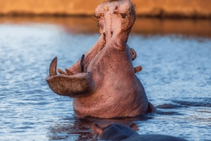 Z Zanzibaru: wycieczka 1-dniowa safari do Mikumi samolotem