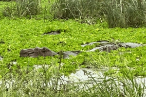 Z Zanzibaru: wycieczka 1-dniowa safari do Mikumi samolotem